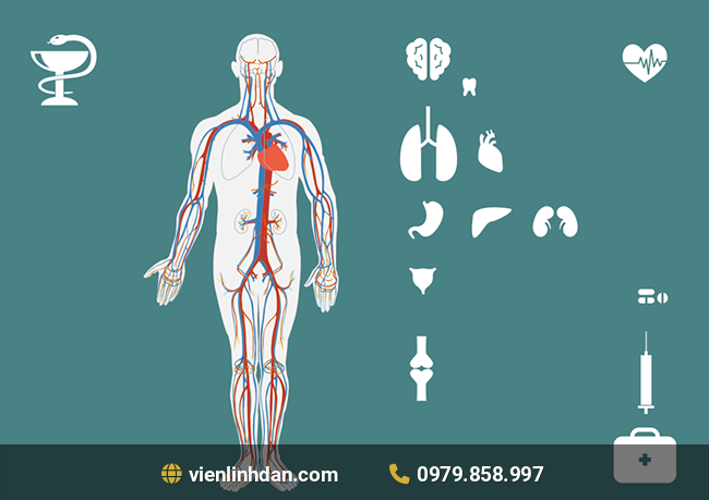 hồng sâm và sức khỏe mạch máu